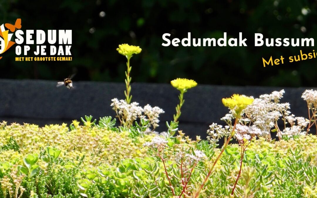 Sedumdak Bussum