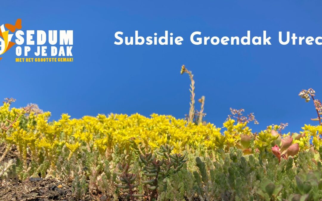 Subsidie Groendak Utrecht