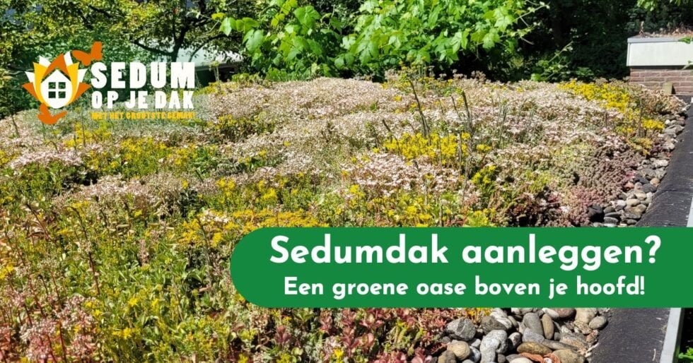 Sedumdak Aanleggen Een Groene Oase Boven Je Hoofd