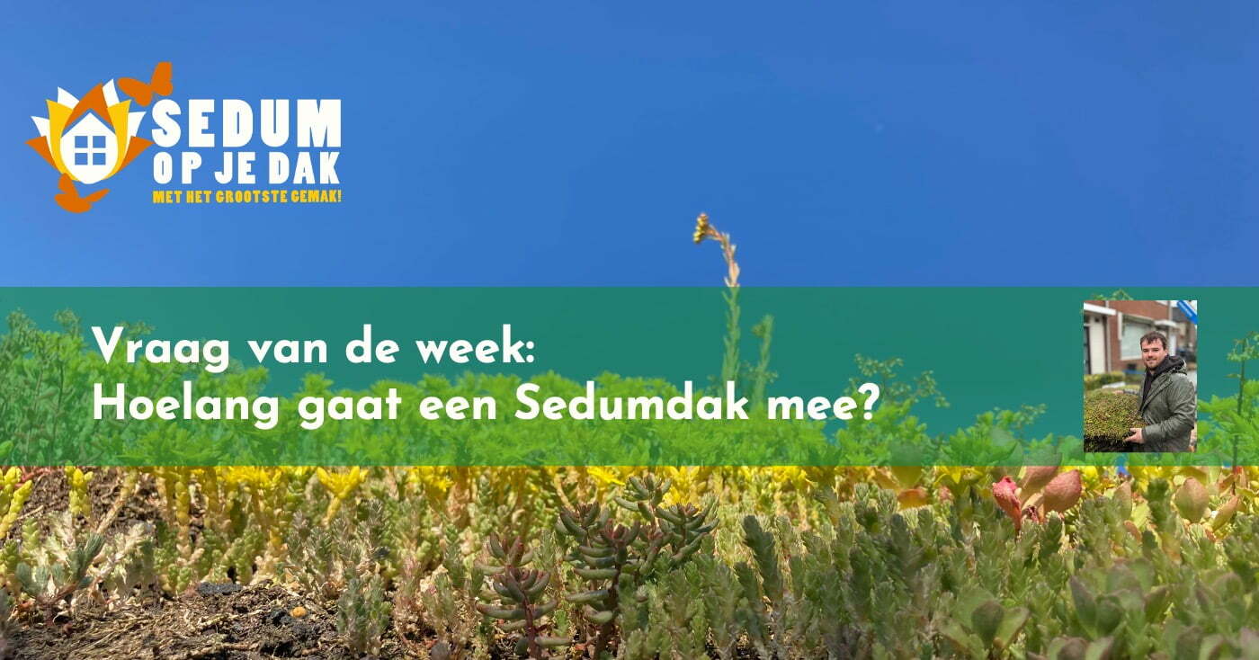 Hoelang gaat een Sedumdak mee? Sedumdak Kennisbank