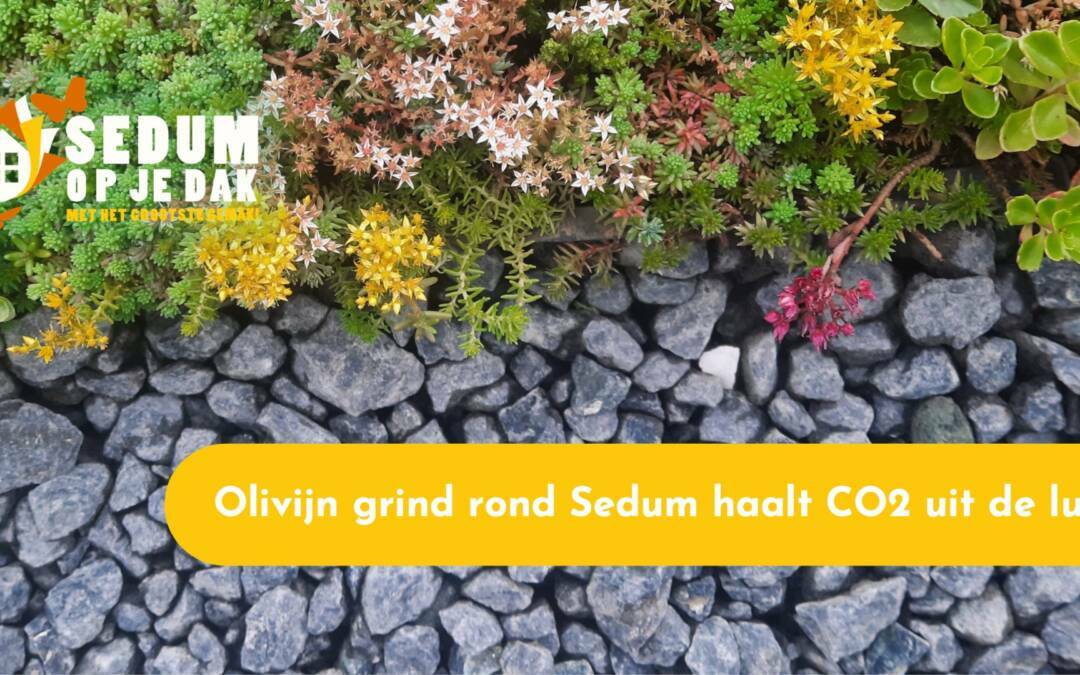 Olivijn grind rond Sedum haalt CO2 uit de lucht
