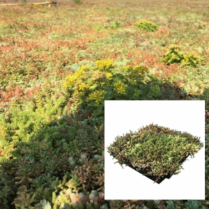 sedum tray aanbieding