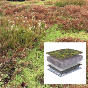 Sedum kruidendak: bio combi van kruiden & sedum